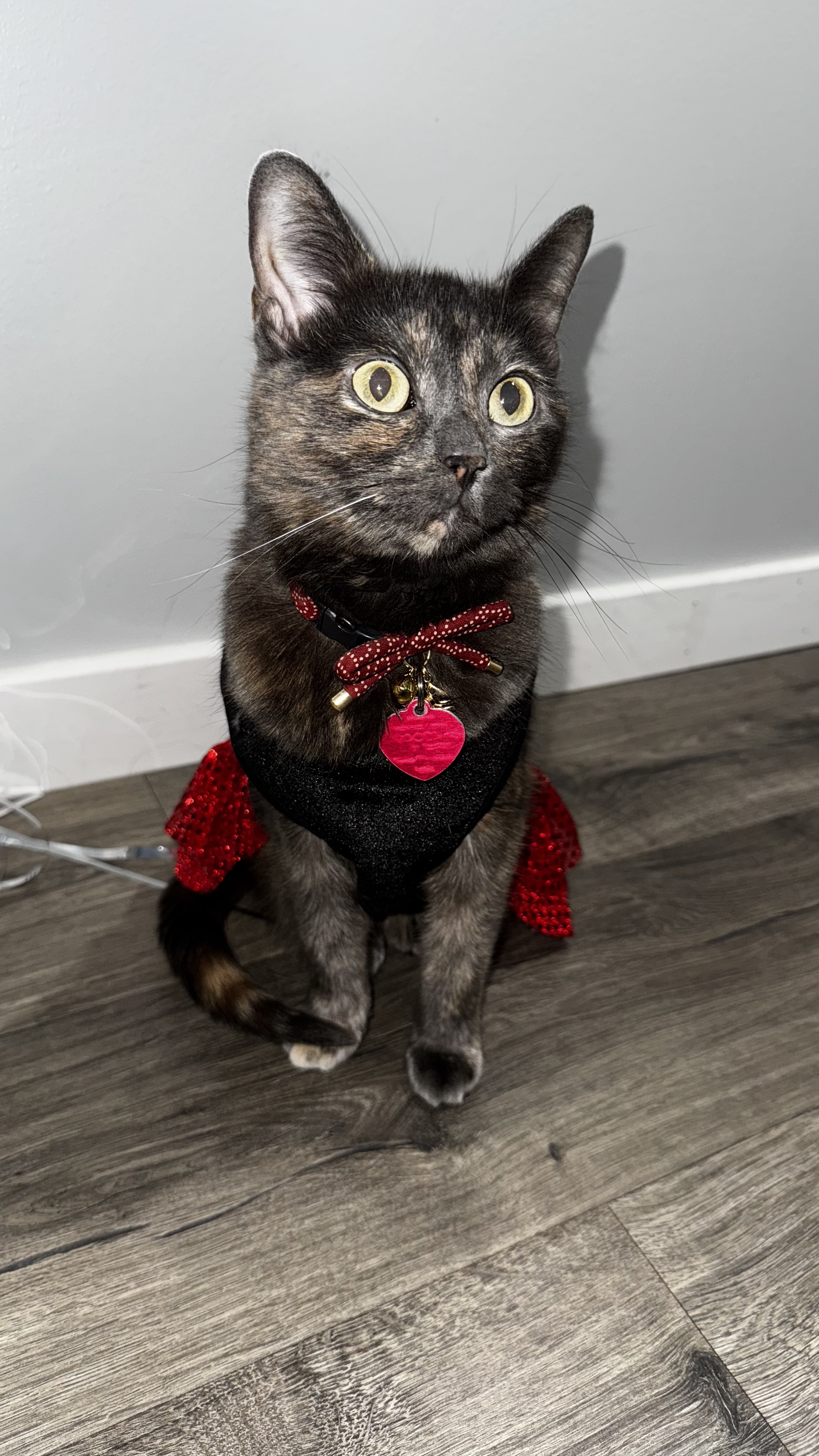 Babe — tortie cat in a sparkly outfit